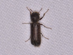 Amphicerus bicaudatus