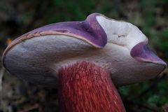 Tylopilus obscureviolaceus