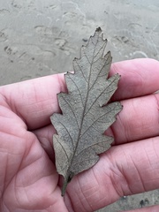 Quercus montana