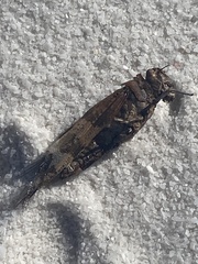 Oedipodinae