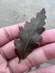 Quercus montana