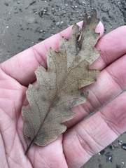 Quercus montana