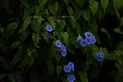Jacquemontia frankeana