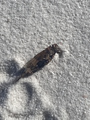 Oedipodinae