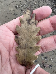 Quercus montana