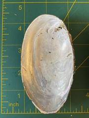 Utterbackiana implicata