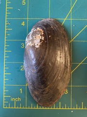 Utterbackiana implicata