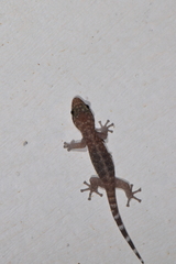 Phyllodactylus tuberculosus