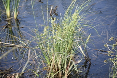 Cyperus ochraceus