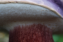 Tylopilus obscureviolaceus