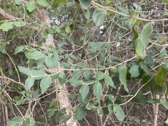 Celtis africana