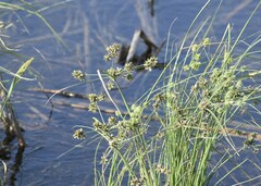 Cyperus ochraceus