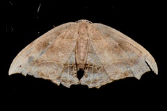 Coelurotricha curvilinea