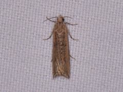 Bactra