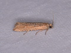 Bactra