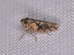 Dixianus utahnus