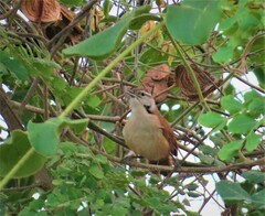 Cantorchilus longirostris