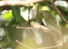 Antilophia galeata