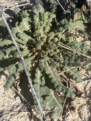 Phacelia integrifolia