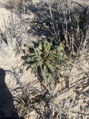Phacelia integrifolia