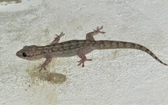 Phyllopezus pollicaris