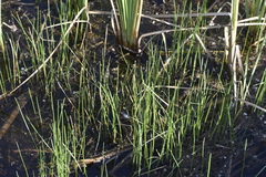 Eleocharis interstincta