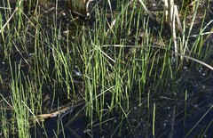 Eleocharis interstincta