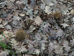 Andricus caputmedusae