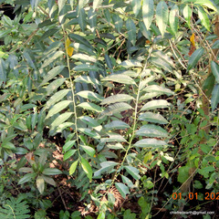 Ailanthus triphysa