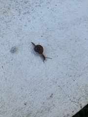 Zachrysia provisoria