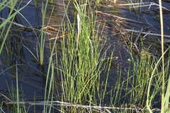 Eleocharis interstincta