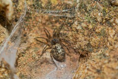 Oecobius maculatus