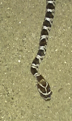 Trimorphodon lyrophanes