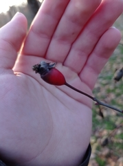 Rosa canina