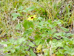 Helianthus debilis