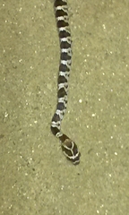 Trimorphodon lyrophanes