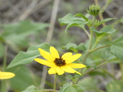 Helianthus debilis