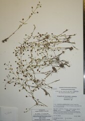 Gratiola quartermaniae