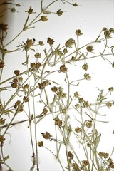 Gratiola quartermaniae