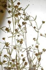 Gratiola quartermaniae