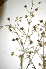 Gratiola quartermaniae