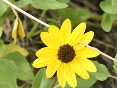 Helianthus debilis