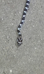 Trimorphodon lyrophanes