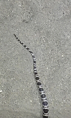 Trimorphodon lyrophanes