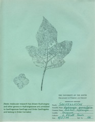 Hydrangea quercifolia