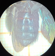 Xylocopa tranquebarorum