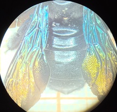 Xylocopa tranquebarorum