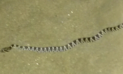 Trimorphodon lyrophanes