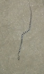 Trimorphodon lyrophanes