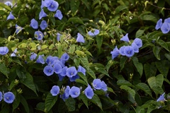 Jacquemontia frankeana